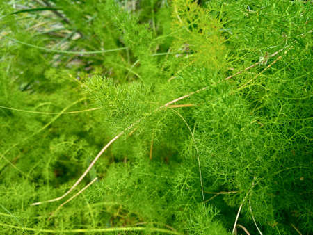 Green plant Elaeoselinum asclepium a member of Carrot Family Family Apiaceae