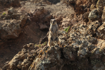 Close-up of a Chipmunk on the top of a Vulcan crater.の写真素材