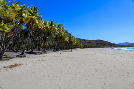 Landscape of a tropical beach with palm trees and blue skyの写真素材