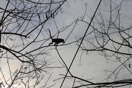 Mantled Howler Monkey ( Alouatta palliata ) on a tree in silhouetteの写真素材