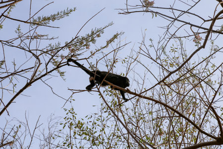 Mantled Howler Monkey ( Alouatta palliata ) on a tree in silhouette