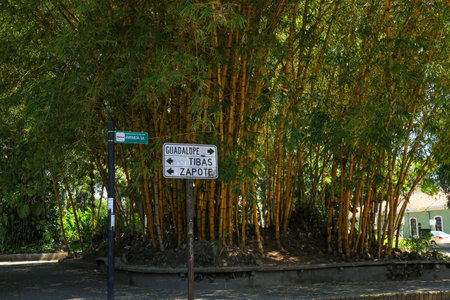Bamboo plant in the Parque EspaÃ±a with directional signs.の写真素材