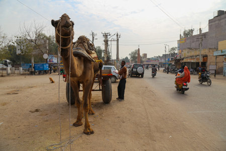 Bikaner, Rajasthan, India - January 15, 2017 : City life in Bikaner with people and a camel in the foreground attach to a cart as a mode of transportation.のeditorial素材