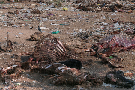 Animal cemetery, with rotting carcasses in the open air and full of birds of prey as eagles and other birds. Series of manyの写真素材