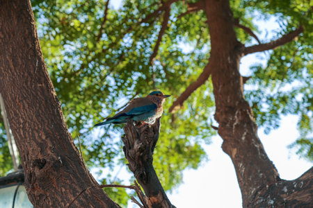 Exotic colourful bird on a tree branch - Coracias benghalensis, a member of Rollers Family Coraciidaeの写真素材