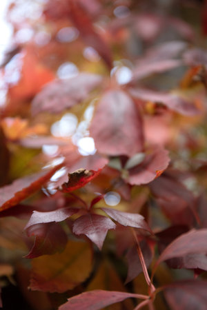 Close-up of the autumn leaves of Parthenocissus quinquefolia, a Virginia creeper