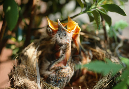 Closeup baby birds with wide open mouth on the nest. Young chicks with orange beak, nestling in wildlifeの写真素材