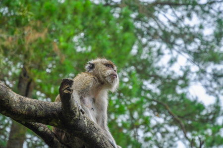 Long-tailed Macaque
(Macaca fascicularis) on a branch looking the horizon.