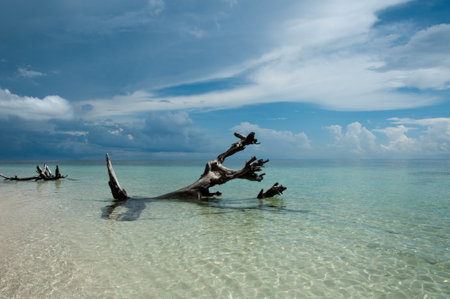 A dead tree in the shallow, crystal-clear water of a tropical beachの写真素材