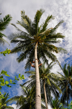 Low angle view of a coconut palm tree in a sunny dayの写真素材