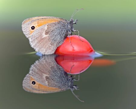 Butterfly with reflectionのeditorial素材