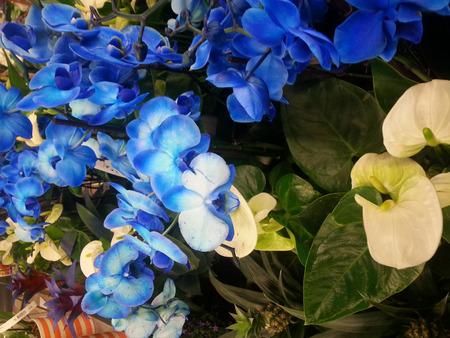 Nice colorful flowers in front of our eyesの写真素材