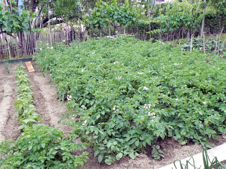 A lush vegetable garden shines in early springの写真素材