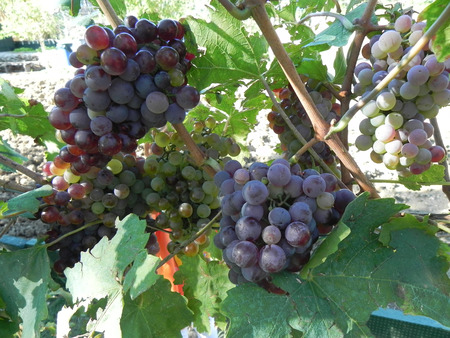 Stalk of grapes during grape harvesting under a sunny dayの写真素材