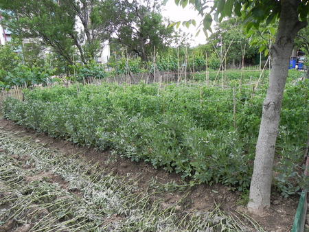 A lush vegetable garden shines  in early springの写真素材