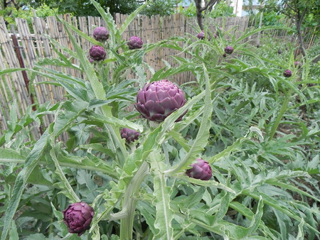 A field of rank artichokes in the green of the gardenの写真素材