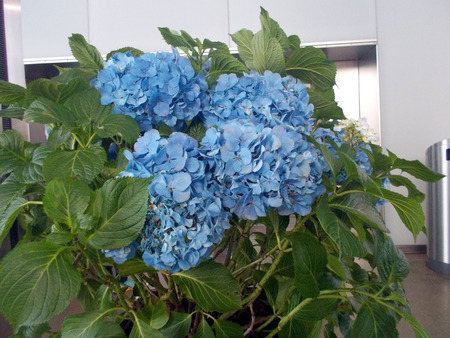 Watching a basket of hydrangeas enjoying the quietの写真素材