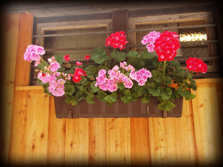 The beauty of the flowers on the window sillの写真素材