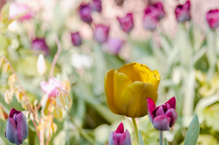 tulips. a bulbous spring-flowering plant of the lily family, with boldly colored cup-shaped flowers.