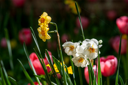 Narcissus, Daffodils and Tulips in Springの写真素材
