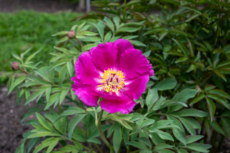 pink peony flower in the garden on a background of green leavesの写真素材