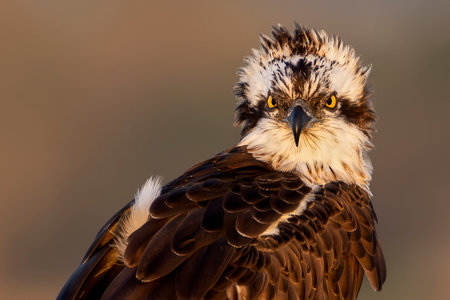 Osprey, Pandion haliaetus, single bird head shot, South Africa