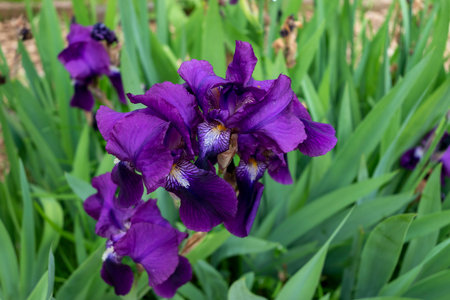 First flower shot. Nature color on a green background.