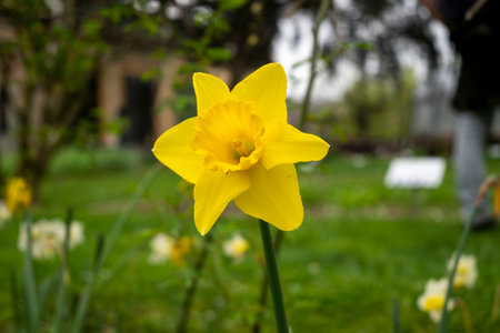 First flower shot. Nature color.