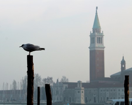 Venice, Italy, December 28, 2018 evocative image of seagull in the foregroundのeditorial素材