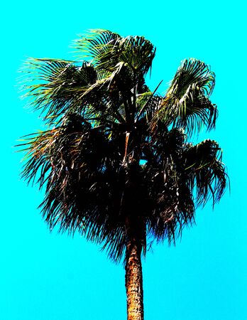 evocative image of foliage of palm tree with blue skyの写真素材