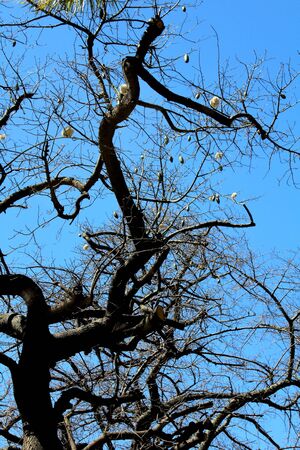 evocative image of pruned trees with blue sky in the background