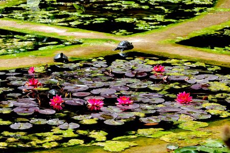 evocative image of flowers and leaves of magnolia floating in a pond with turtles in the backgroundの写真素材