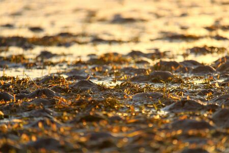 closeup of seaweed at sunsetの写真素材