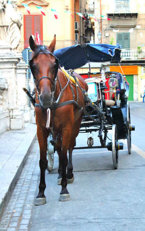 evocative image of horse with carriage for waiting tourists in the center of Palermo, Italy
