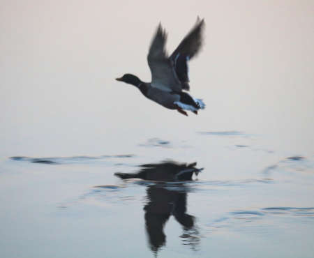 evocative image of a duck taking flight over the waterの写真素材