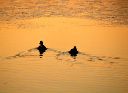 evocative image of ducks calmly swimming on the water at sunsetの写真素材
