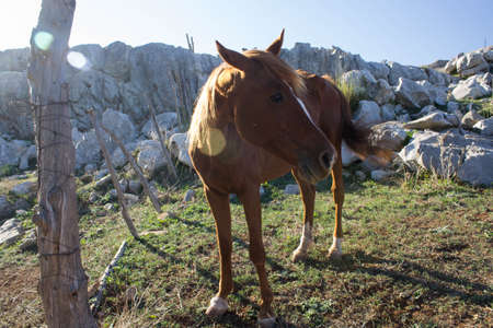 very skinny brown horse horse grazing freely in the mountainsのeditorial素材