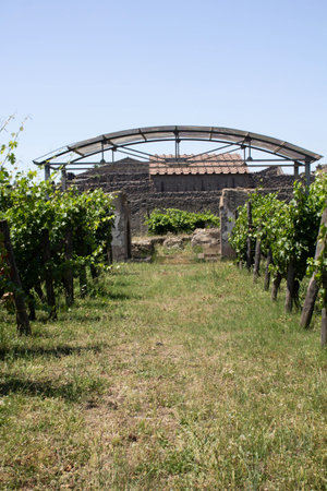 Pompeii, Italy, June 26, 2020, ancient vineyard within the Pompeii excavations brought back to life after excavations following the eruption of the volcano Vesuvius in 79 AD.のeditorial素材