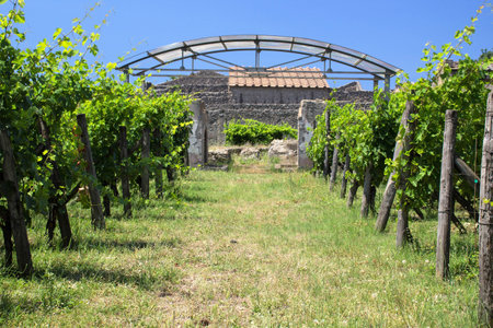 Pompeii, Italy, June 26, 2020, ancient vineyard within the Pompeii excavations brought back to life after excavations following the eruption of the volcano Vesuvius in 79 AD.のeditorial素材