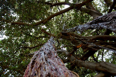 evocative image of the majestic Ficus Macrophylla considered the most tree large in Europe and one...