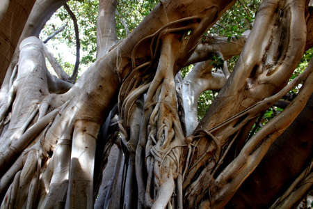 evocative image of the majestic Ficus Macrophylla considered the most tree large in Europe and one of the oldest in Italy, with a height of 30 meters and one trunk circumference that exceeds 21 metersの写真素材