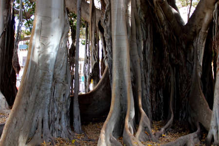 evocative image of the majestic Ficus Macrophylla considered the most tree large in Europe and one of the oldest in Italy, with a height of 30 meters and one trunk circumference that exceeds 21 metersの写真素材
