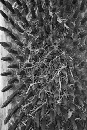 evocative black and white texture image of rusted iron tipsの写真素材