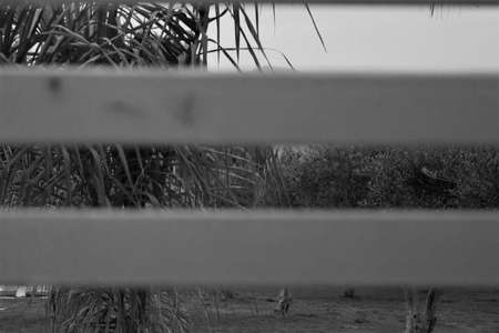 evocative black and white image of horizontal white wooden planks texture with a garden in the backgroundの写真素材