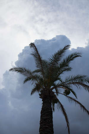 evocative image of a palm tree in backlight under a cloudy skyの写真素材