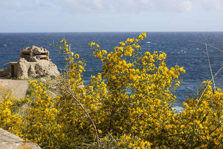 evocative close-up image of bush with yellow flowers with the sea in the background in Sicilyの写真素材