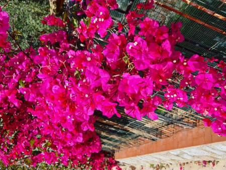 evocative close-up image of Bouganville o Bougainvillea glabra, an ornamental shrub which grows in Sicilyの写真素材