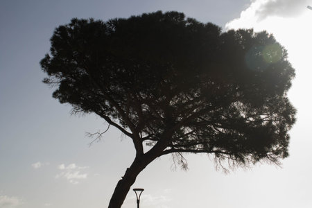 evocative image of the crown of a maritime pine with the sky in the background