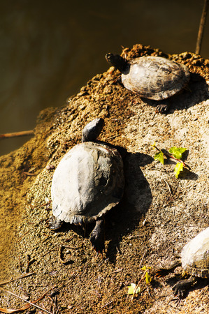 turtles