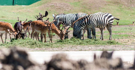 zebras in the park rustling grass